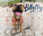 Billy - Male Mutt Dog for Adoption - Small photo