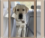 Small Photo #1 Labrador Retriever Puppy For Sale in OSYKA, MS, USA