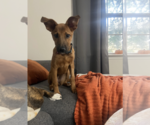 Small #2 Mutt