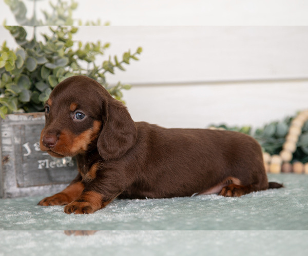 Medium Photo #3 Dachshund Puppy For Sale in BREMEN, IN, USA