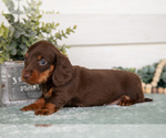Small #2 Dachshund