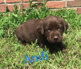 Labrador Retriever Puppy for sale in GADSDEN, AL, USA