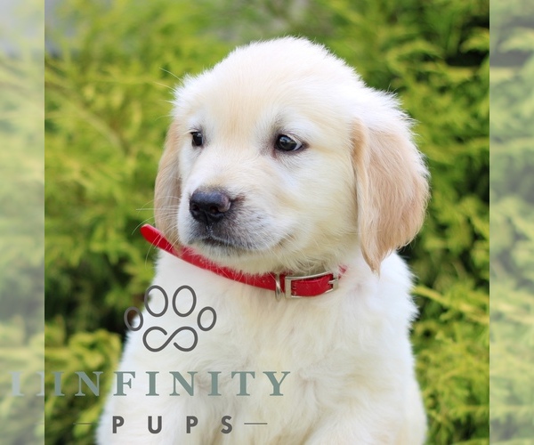Medium Photo #2 Golden Retriever Puppy For Sale in LITITZ, PA, USA