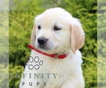 Small #1 Golden Retriever