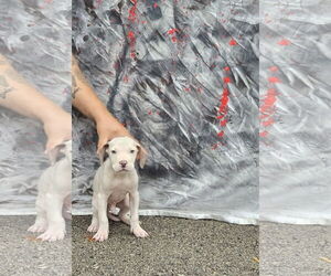 American Pit Bull Terrier-Unknown Mix Dogs for adoption in New London, WI, USA