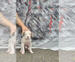 Small American Pit Bull Terrier Mix