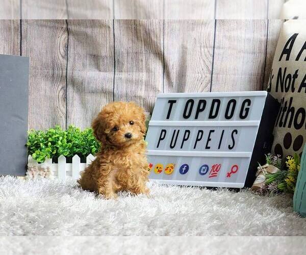 Medium Photo #7 Poodle (Miniature) Puppy For Sale in FULLERTON, CA, USA