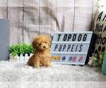 Small Photo #7 Poodle (Miniature) Puppy For Sale in FULLERTON, CA, USA