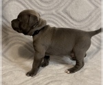 Small Photo #2 American Bully Puppy For Sale in JONESBORO, LA, USA
