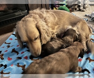 Mother of the Dachshund puppies born on 04/01/2022
