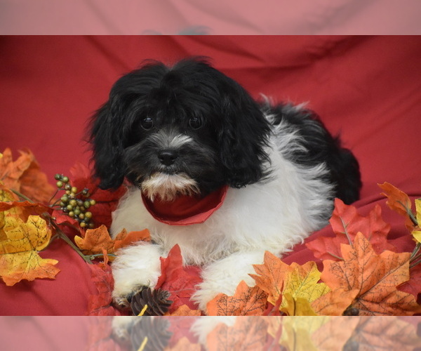 Medium Photo #2 Cavachon Puppy For Sale in ELDORADO, OH, USA