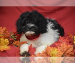 Lasso - Male Cavachon Puppy for Sale - Photo #2