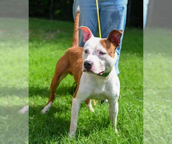 Medium Photo #2 American Pit Bull Terrier Puppy For Sale in Glen Allen, VA, USA