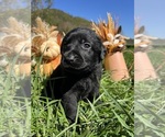 Small #6 Labrador Retriever