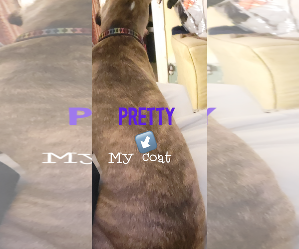 Medium Photo #5 Chihuahua-Unknown Mix Puppy For Sale in Pensacola, FL, USA