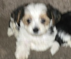 Cavapoo Puppy for sale in DAVENPORT, FL, USA