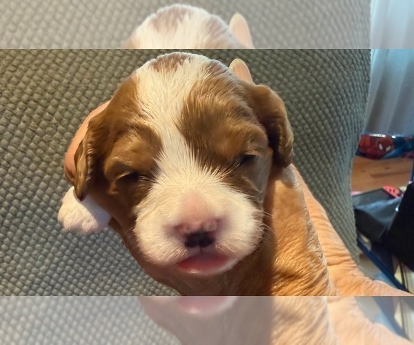 Medium Photo #40 Cavapoo (Miniature) Puppy For Sale in SAINT FRANCIS, MN, USA