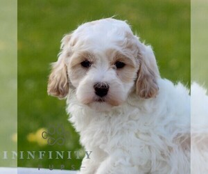 Maltipoo Puppy for sale in MANHEIM, PA, USA