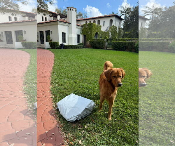 Medium Photo #3 Golden Retriever Puppy For Sale in Miami, FL, USA