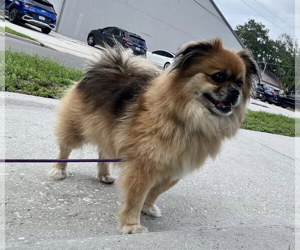 Medium Photo #2 Pominese Puppy For Sale in Sanford, FL, USA