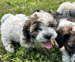 Puppy 5 YorkiePoo