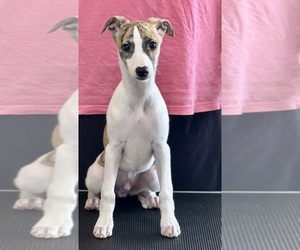 Whippet Puppy for Sale in TALKING ROCK, Georgia USA