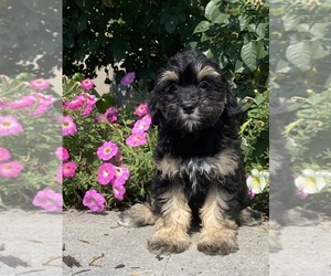 Lhasa Apso-Poodle (Toy) Mix Puppy for sale in CANOGA, NY, USA