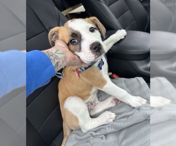 Medium Photo #7 Great Pyrenees-Unknown Mix Puppy For Sale in Bellevue, WA, USA