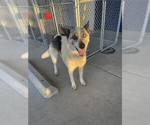 Siberian Husky Dogs for adoption in Bakersfield, CA, USA