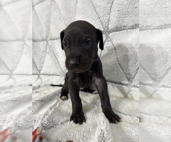 Medium Photo #1 Great Dane Puppy For Sale in CONROE, TX, USA