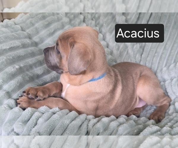 Medium Photo #5 Cane Corso Puppy For Sale in MINERAL WELLS, WV, USA