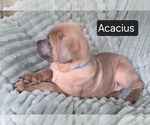 Small #4 Cane Corso