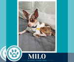 Small #2 Chihuahua