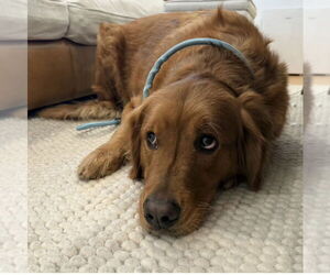 Golden Retriever Dogs for adoption in Los Angeles, CA, USA