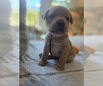 Small Photo #4 Mutt Puppy For Sale in Holly Springs, NC, USA