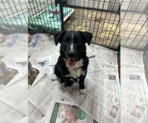 Australian Shepherd-Unknown Mix Dogs for adoption in Mukwonago, WI, USA