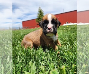 Boxer Puppy for sale in AFTON, WY, USA