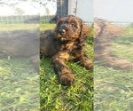 Small Photo #12 Aussiedoodle Miniature -Poodle (Miniature) Mix Puppy For Sale in OTTAWA, OH, USA
