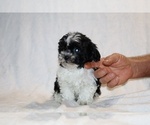 Small #13 ShihPoo
