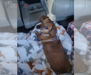 Dachshund-Unknown Mix Dogs for adoption in Charlottesville, VA, USA
