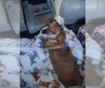 Small Dachshund Mix