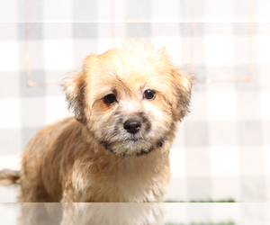 Yo-Chon Puppy for sale in MARIETTA, GA, USA