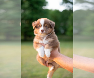 Australian Shepherd Puppy for sale in LA RUE, OH, USA