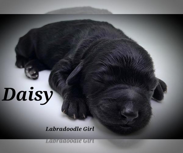 Medium Photo #2 Labradoodle-Poodle (Standard) Mix Puppy For Sale in MILLVILLE, MN, USA