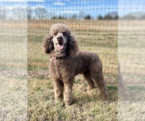 Poodle (Standard) Dogs for adoption in Pacolet, SC, USA