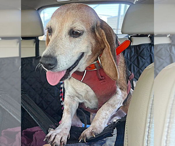 Medium Photo #9 Beagle Puppy For Sale in Dunnellon, FL, USA