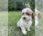Small #24 Poodle (Miniature)