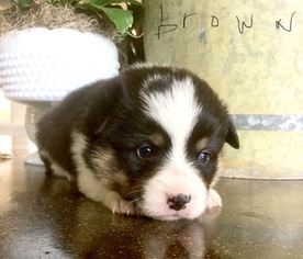 Pembroke Welsh Corgi Puppy for sale in WEATHERFORD, TX, USA