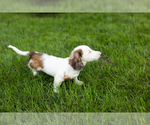Small #3 Dachshund