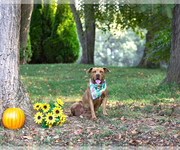 Medium Photo #3 Mutt Puppy For Sale in Unionville, PA, USA